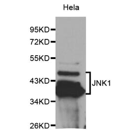 Western blot - MAPK8 Antibody from Signalway Antibody (32065) - Antibodies.com