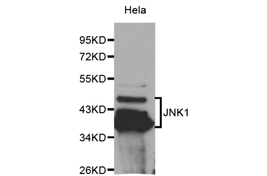 Western blot - MAPK8 Antibody from Signalway Antibody (32065) - Antibodies.com