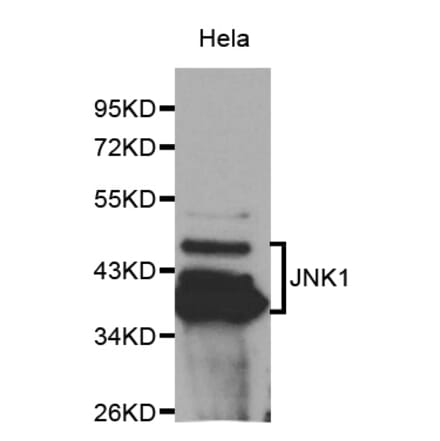 Western blot - MAPK8 Antibody from Signalway Antibody (32065) - Antibodies.com