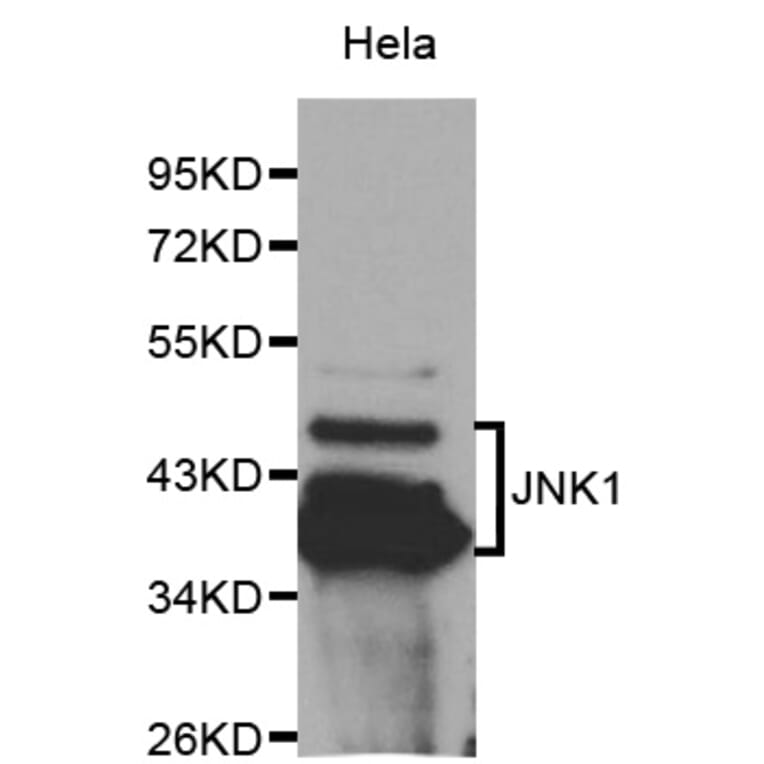 Western blot - MAPK8 Antibody from Signalway Antibody (32065) - Antibodies.com