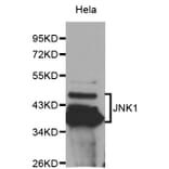 Western blot - MAPK8 Antibody from Signalway Antibody (32065) - Antibodies.com