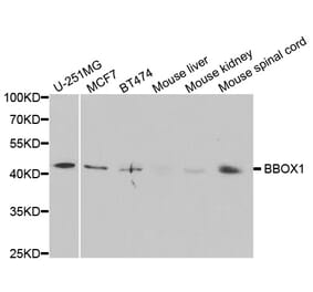 Western blot - BBOX1 Antibody from Signalway Antibody (33058) - Antibodies.com