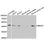 Western blot - BBOX1 Antibody from Signalway Antibody (33058) - Antibodies.com