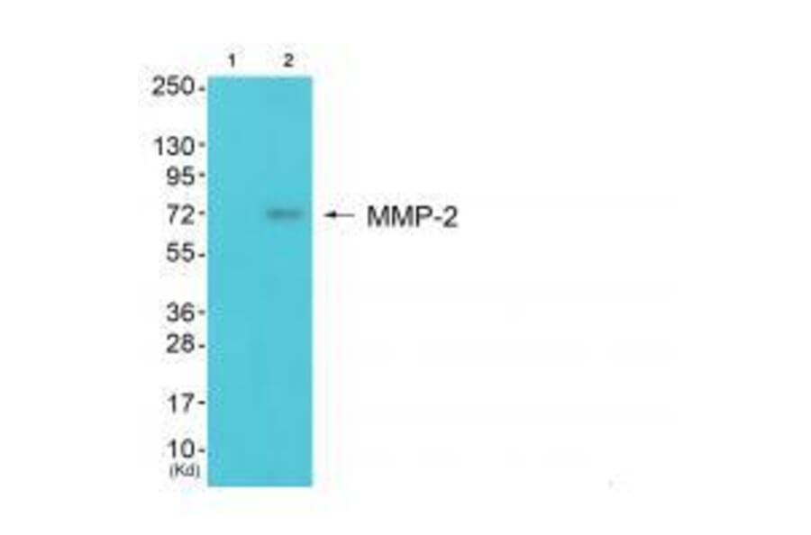 Western blot - MMP-2 Antibody from Signalway Antibody (33441) - Antibodies.com