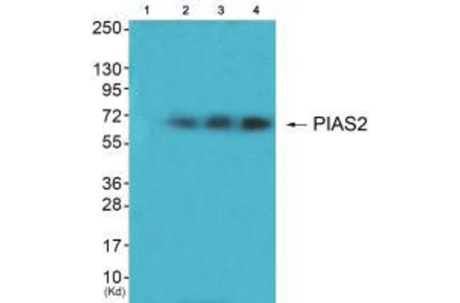 Western blot - PIAS2 Antibody from Signalway Antibody (33516) - Antibodies.com