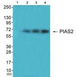 Western blot - PIAS2 Antibody from Signalway Antibody (33516) - Antibodies.com