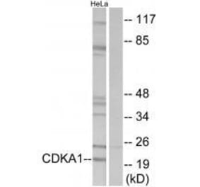 Western blot - CDKA1 Antibody from Signalway Antibody (33564) - Antibodies.com