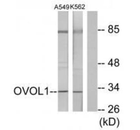 Western blot - OVOL1 Antibody from Signalway Antibody (33567) - Antibodies.com