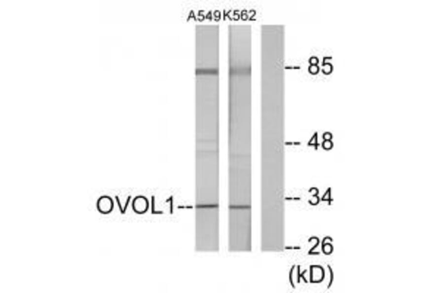 Western blot - OVOL1 Antibody from Signalway Antibody (33567) - Antibodies.com