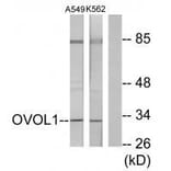 Western blot - OVOL1 Antibody from Signalway Antibody (33567) - Antibodies.com