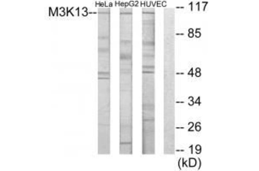 Western blot - M3K13 Antibody from Signalway Antibody (33582) - Antibodies.com