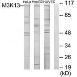 Western blot - M3K13 Antibody from Signalway Antibody (33582) - Antibodies.com