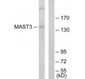 Western blot - MAST3 Antibody from Signalway Antibody (33594) - Antibodies.com