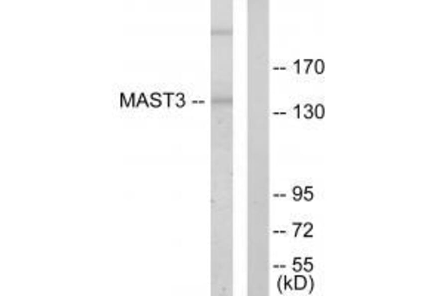 Western blot - MAST3 Antibody from Signalway Antibody (33594) - Antibodies.com