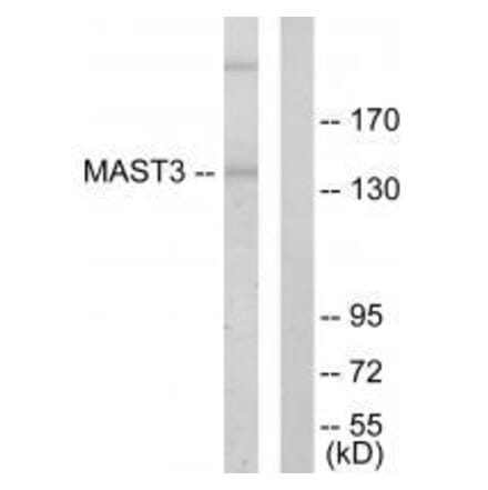 Western blot - MAST3 Antibody from Signalway Antibody (33594) - Antibodies.com