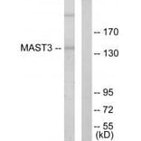 Western blot - MAST3 Antibody from Signalway Antibody (33594) - Antibodies.com
