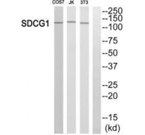 Western blot - SDCG1 Antibody from Signalway Antibody (33600) - Antibodies.com