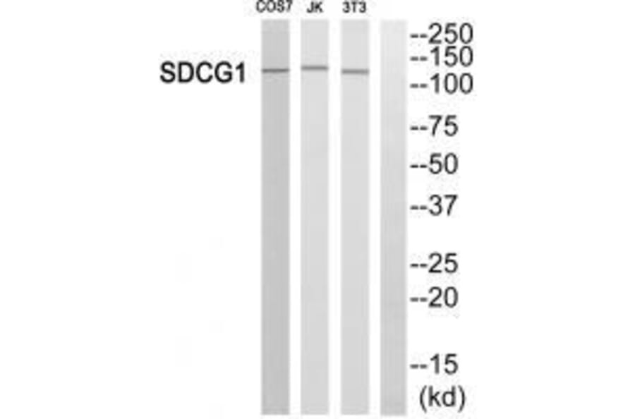 Western blot - SDCG1 Antibody from Signalway Antibody (33600) - Antibodies.com