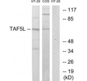 Western blot - TAF5L Antibody from Signalway Antibody (33615) - Antibodies.com