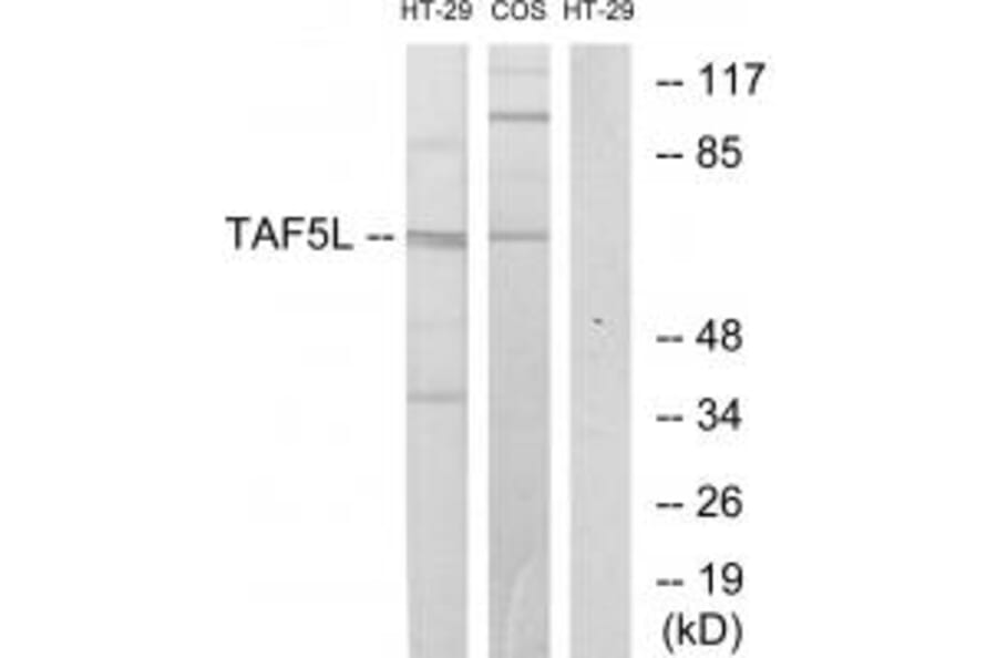 Western blot - TAF5L Antibody from Signalway Antibody (33615) - Antibodies.com