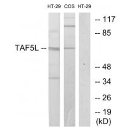 Western blot - TAF5L Antibody from Signalway Antibody (33615) - Antibodies.com