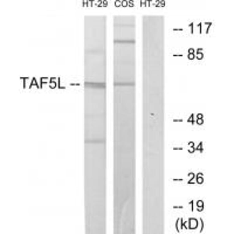 Western blot - TAF5L Antibody from Signalway Antibody (33615) - Antibodies.com
