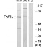 Western blot - TAF5L Antibody from Signalway Antibody (33615) - Antibodies.com