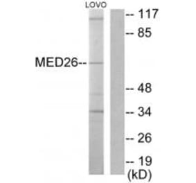 Western blot - MED26 Antibody from Signalway Antibody (33633) - Antibodies.com