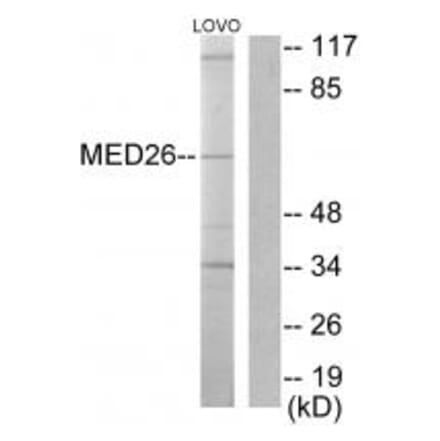 Western blot - MED26 Antibody from Signalway Antibody (33633) - Antibodies.com