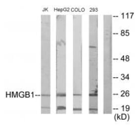 Western blot - HMGB1 Antibody from Signalway Antibody (33661) - Antibodies.com