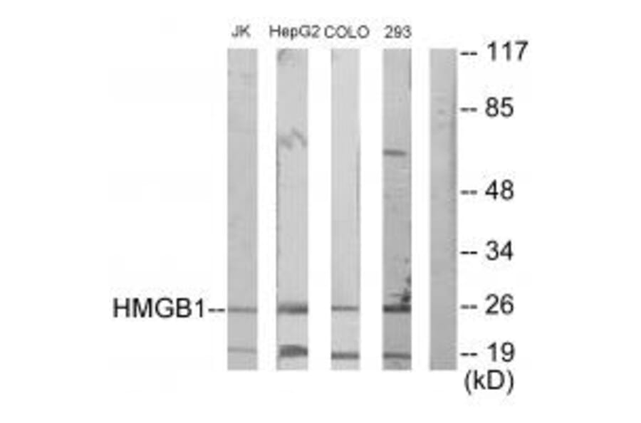 Western blot - HMGB1 Antibody from Signalway Antibody (33661) - Antibodies.com