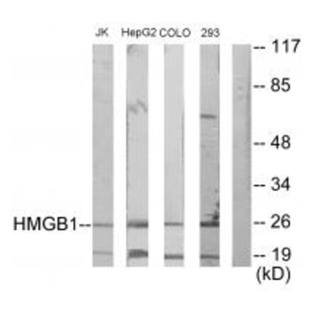 Western blot - HMGB1 Antibody from Signalway Antibody (33661) - Antibodies.com