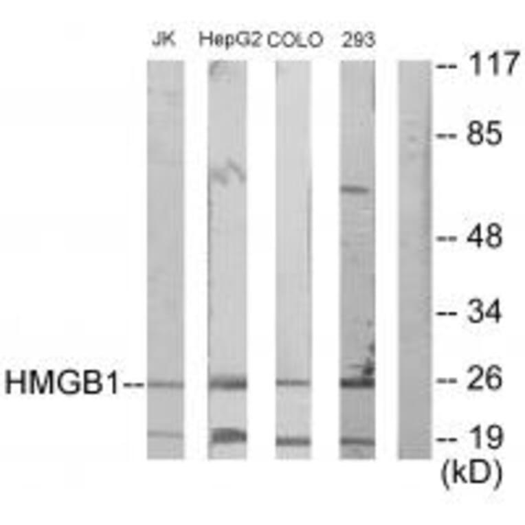 Western blot - HMGB1 Antibody from Signalway Antibody (33661) - Antibodies.com