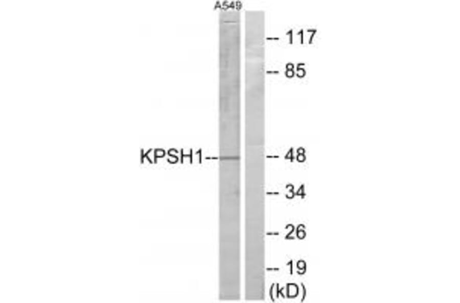 Western blot - KPSH1 Antibody from Signalway Antibody (33672) - Antibodies.com