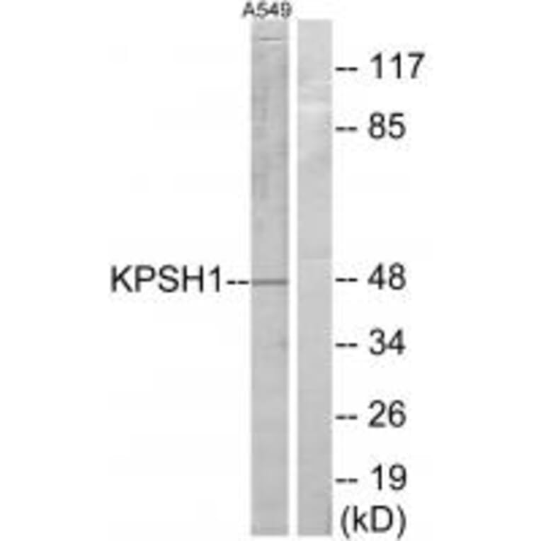 Western blot - KPSH1 Antibody from Signalway Antibody (33672) - Antibodies.com