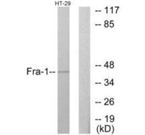Western blot - Fra-1 Antibody from Signalway Antibody (33684) - Antibodies.com