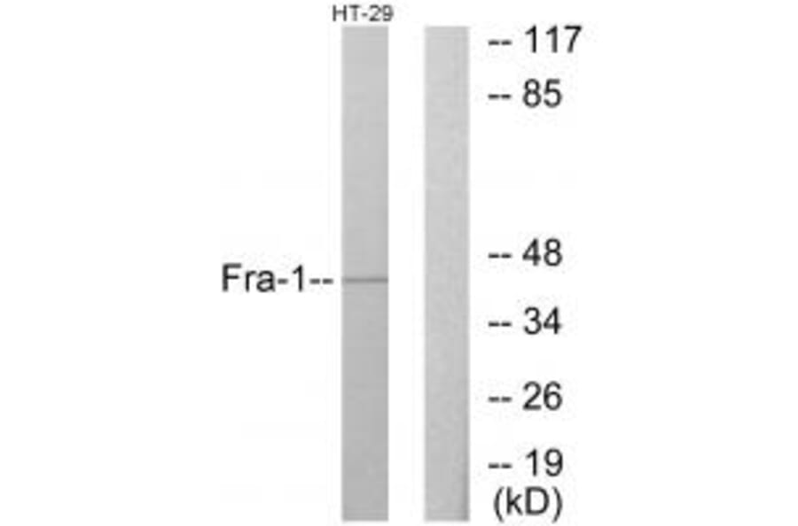 Western blot - Fra-1 Antibody from Signalway Antibody (33684) - Antibodies.com