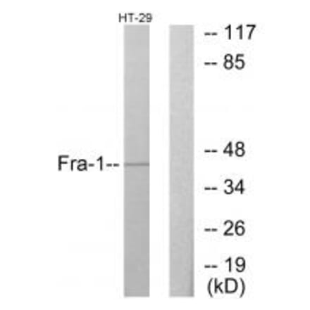 Western blot - Fra-1 Antibody from Signalway Antibody (33684) - Antibodies.com