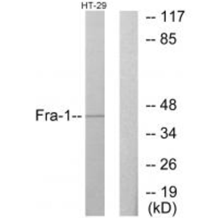 Western blot - Fra-1 Antibody from Signalway Antibody (33684) - Antibodies.com