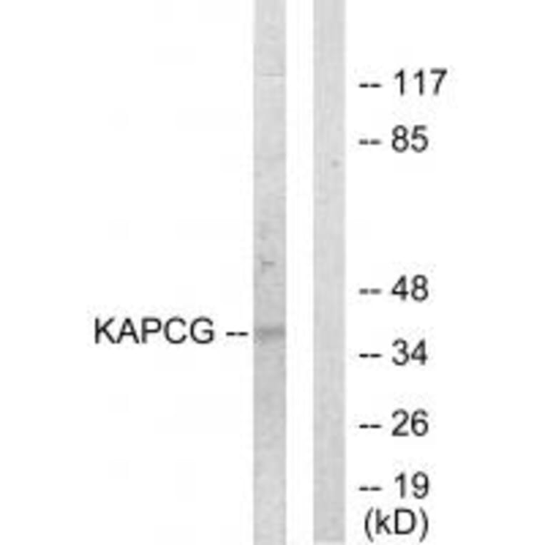 Western blot - KAPCG Antibody from Signalway Antibody (33717) - Antibodies.com
