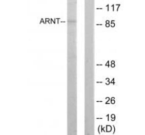 Western blot - ARNT Antibody from Signalway Antibody (33731) - Antibodies.com