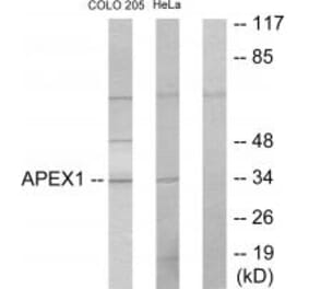 Western blot - APEX1 Antibody from Signalway Antibody (33732) - Antibodies.com