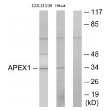 Western blot - APEX1 Antibody from Signalway Antibody (33732) - Antibodies.com
