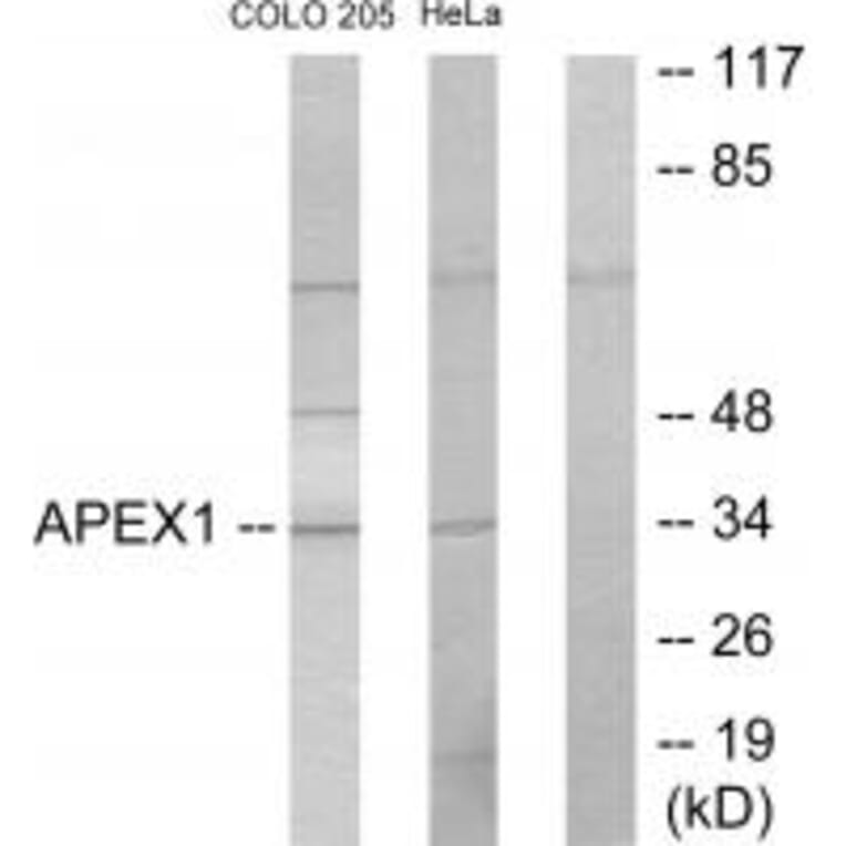 Western blot - APEX1 Antibody from Signalway Antibody (33732) - Antibodies.com