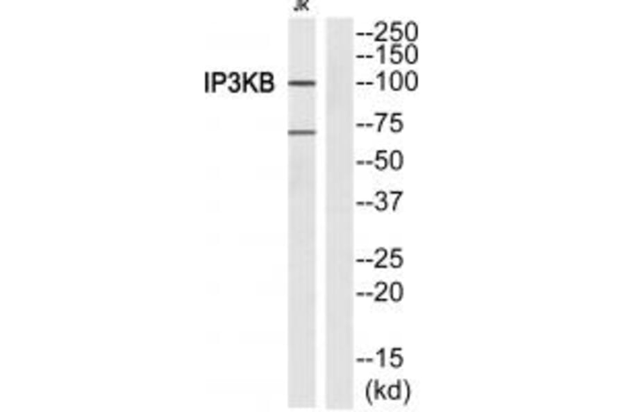 Western blot - ITPKB Antibody from Signalway Antibody (33734) - Antibodies.com
