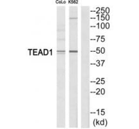 Western blot - TEAD1 Antibody from Signalway Antibody (33735) - Antibodies.com