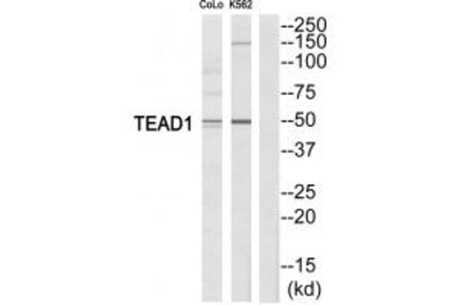 Western blot - TEAD1 Antibody from Signalway Antibody (33735) - Antibodies.com