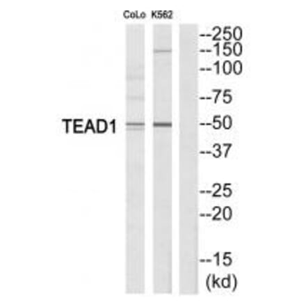 Western blot - TEAD1 Antibody from Signalway Antibody (33735) - Antibodies.com