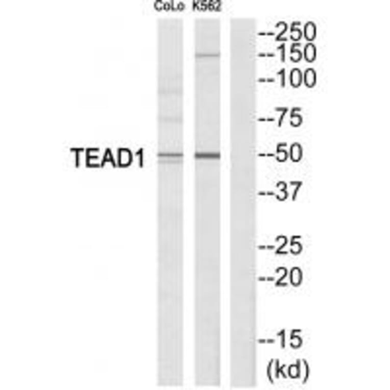 Western blot - TEAD1 Antibody from Signalway Antibody (33735) - Antibodies.com