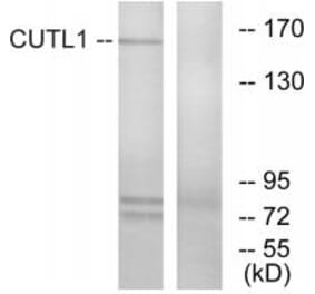 Western blot - CUTL1 Antibody from Signalway Antibody (33764) - Antibodies.com